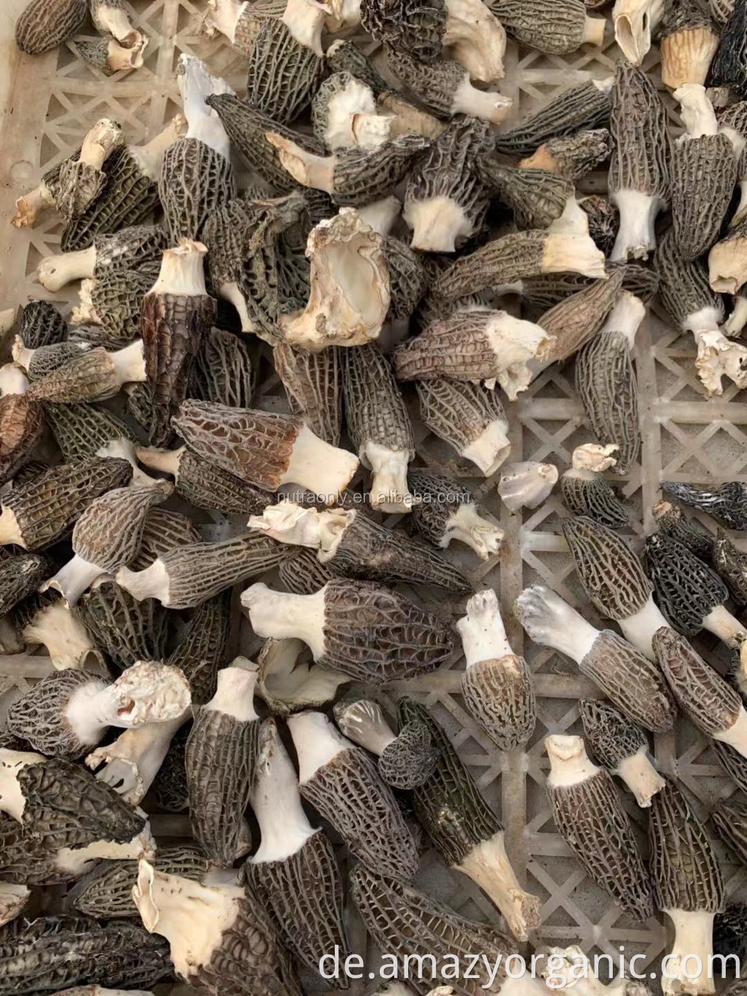 Großhandel China getrocknete organische und nicht-biologische Morchella Esculenta